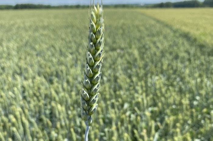 Особенности сорта пшеницы Юка