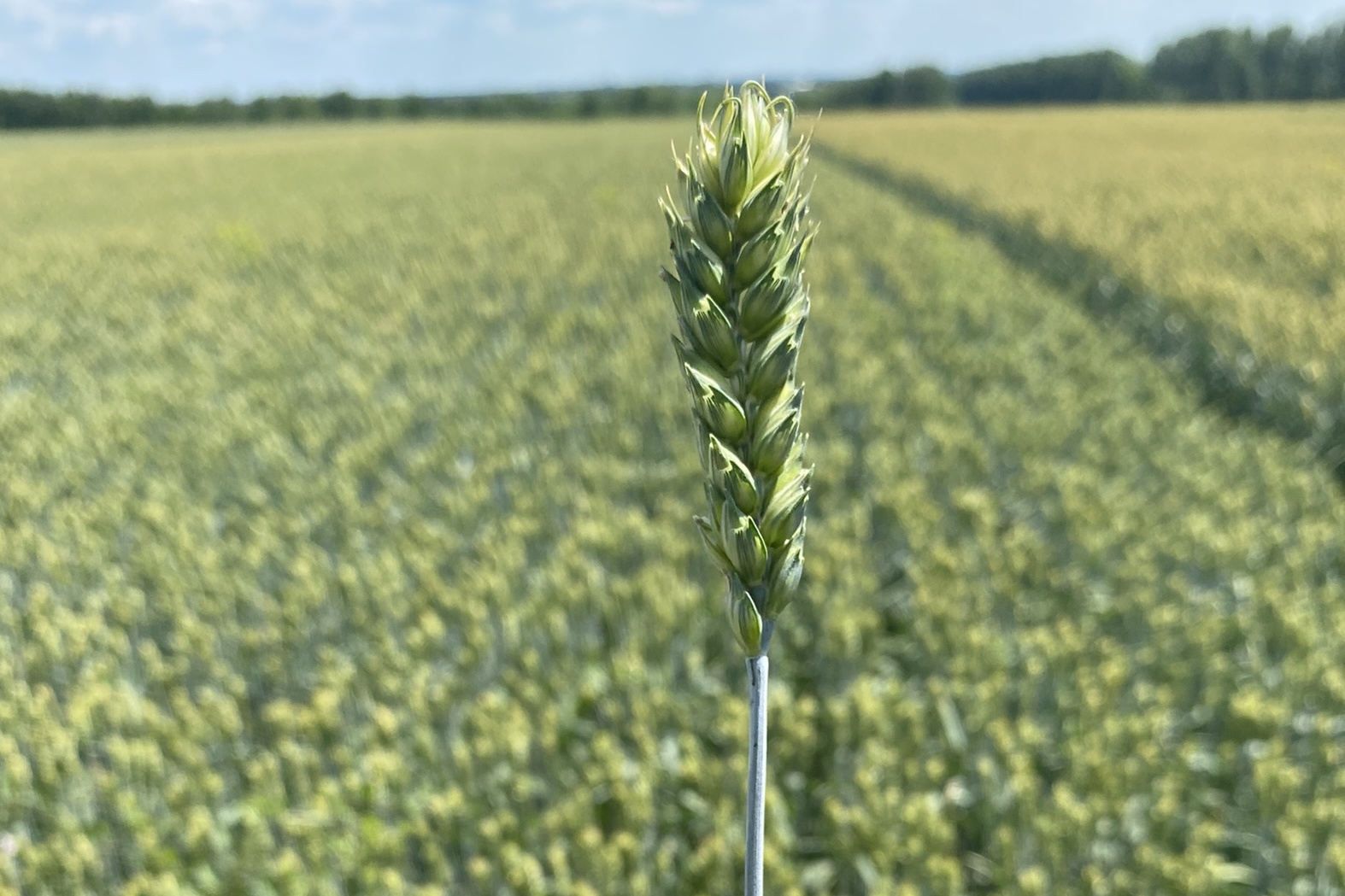 Особенности сорта пшеницы Агрофак