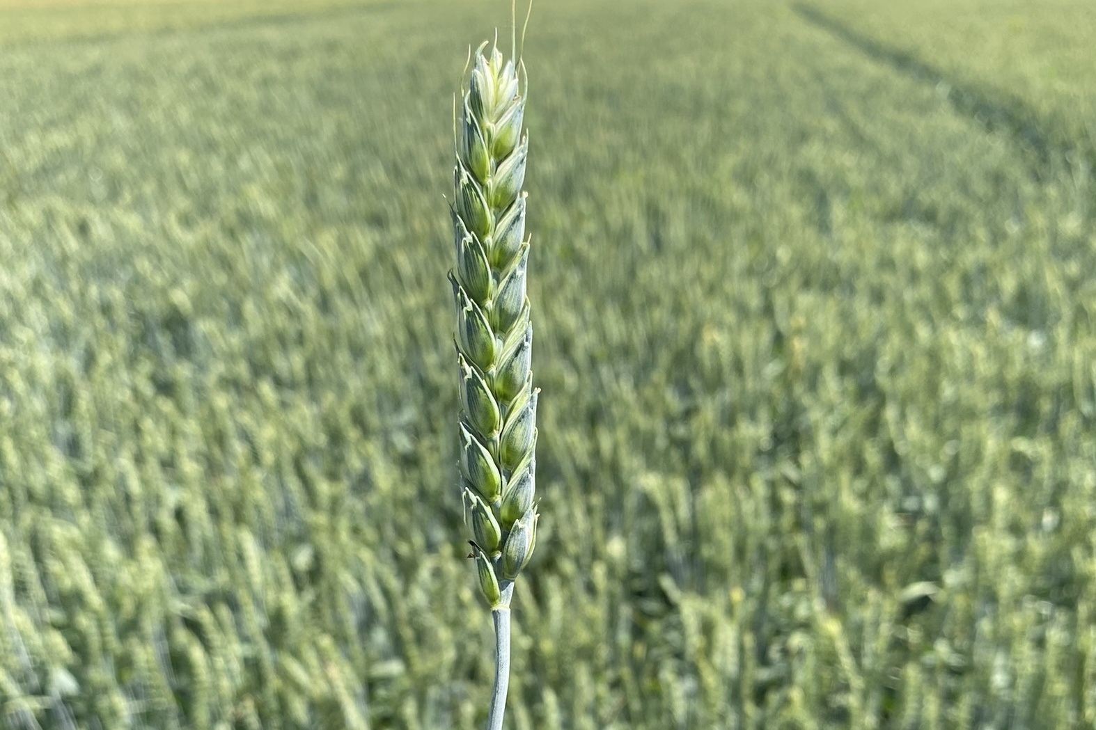 Особенности сорта пшеницы Алексеич