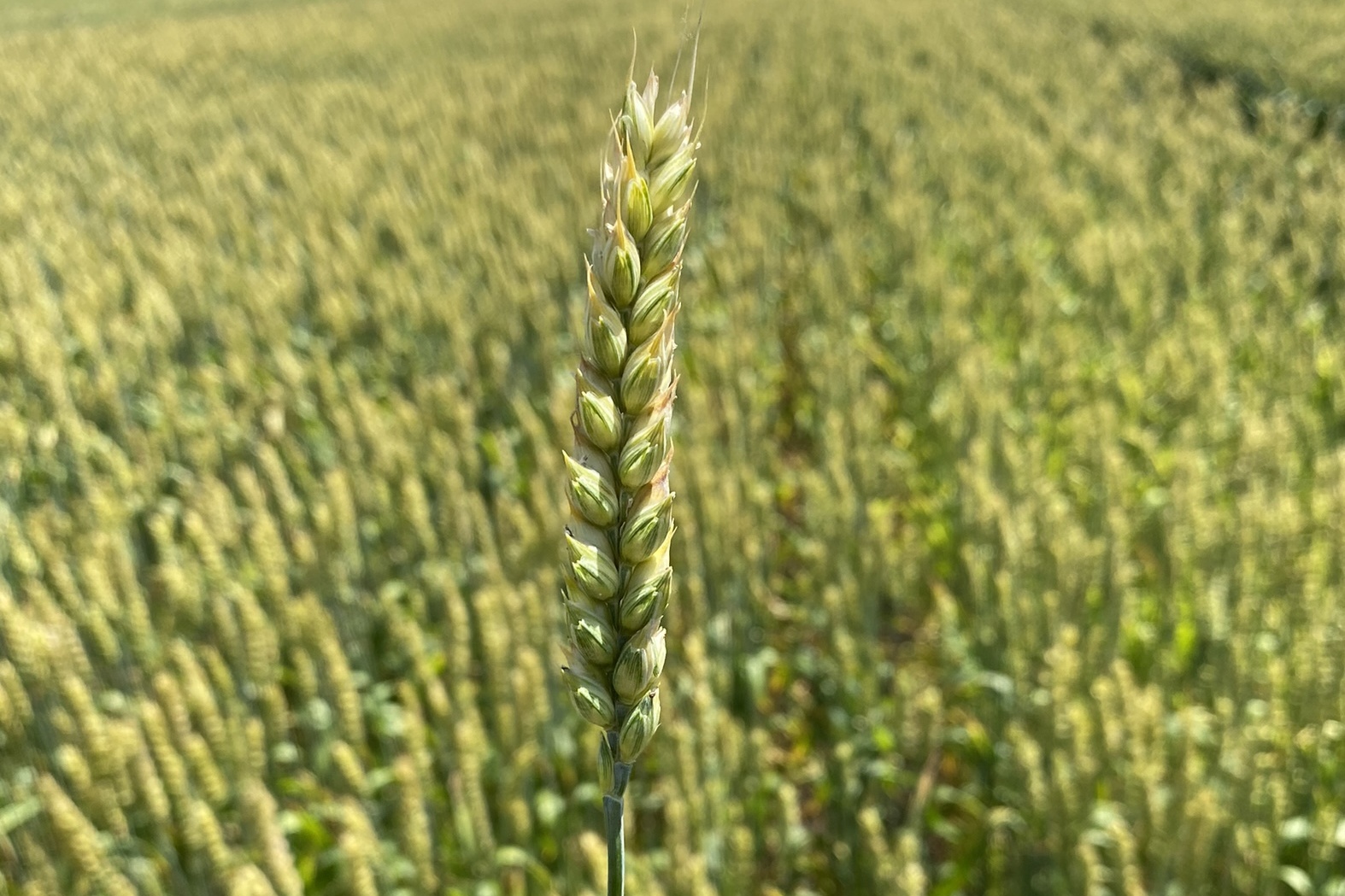 Особенности сорта пшеницы Безостая-100