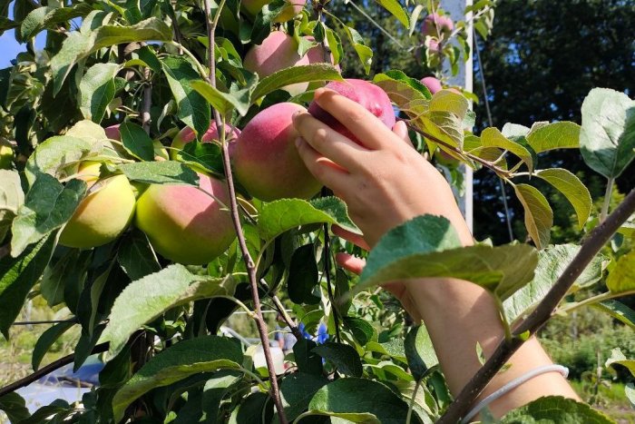 Лучшие сорта яблок для выращивания в ЦЧР