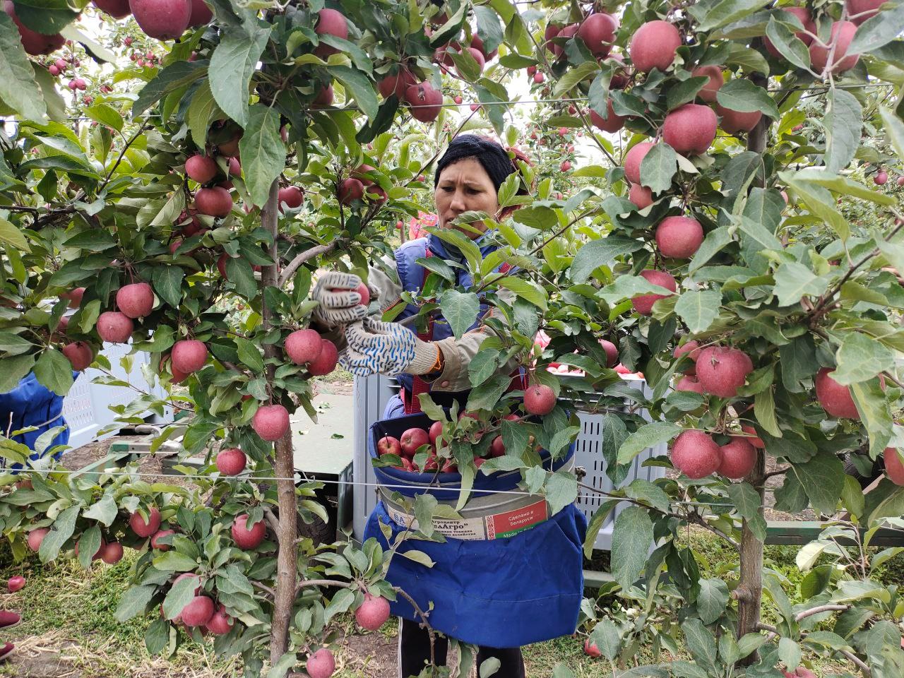 Во «Владимировском саду» начался сбор осенних сортов яблок