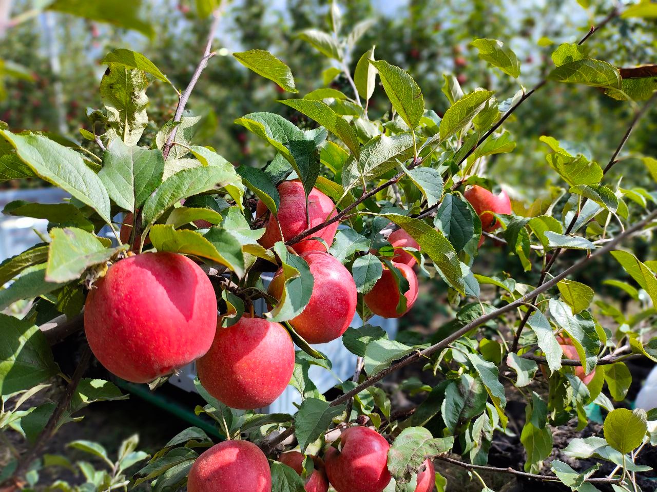 Во «Владимировском саду» начался сбор осенних сортов яблок