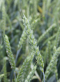 Семена озимой пшеницы Победа 75