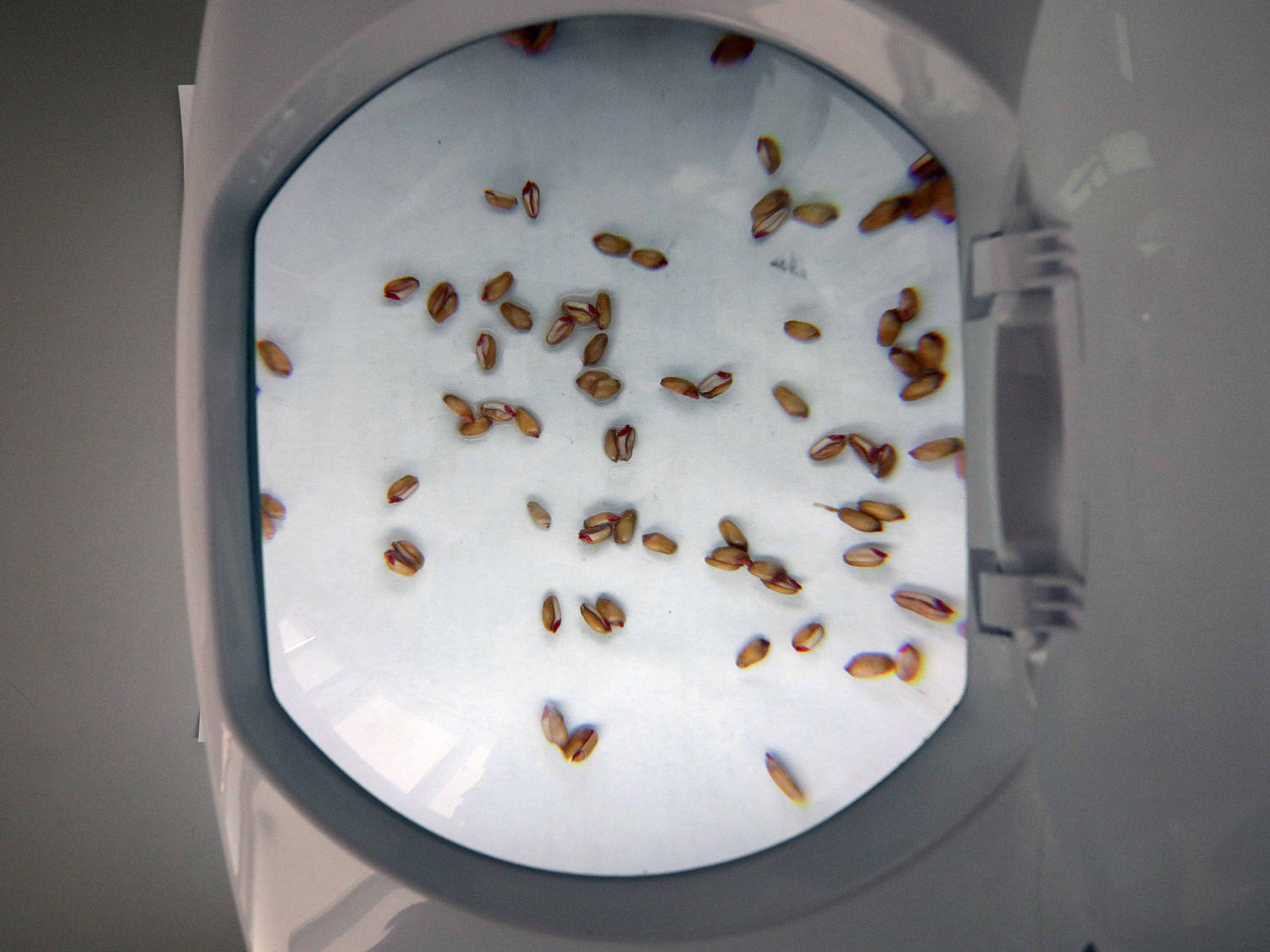В лаборатории «Пчёлки» внимательно следят за качеством зерна